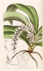 Diaphananthe pellucida（同義語Listrostachys透明度）